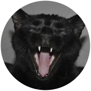 😂 22cf3467 猫, 黑猫, 打哈欠, 动物, 宠物, 猫科动物 telegram sticker