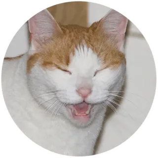😆 79b9aeae 猫, 宠物, 动物, 哺乳动物, 家猫, 微笑的猫 telegram sticker