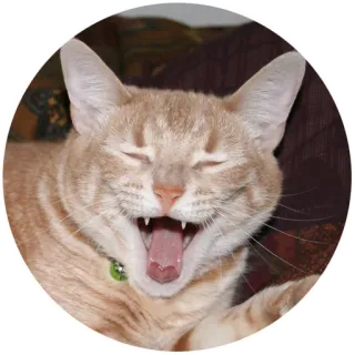 😂 ac259b37 猫, 打哈欠, 宠物, 动物, 猫科动物 telegram sticker