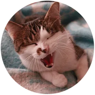 😂 fc24cc45 猫, 小猫, 动物, 宠物, 打哈欠, 家猫, 可爱, 猫科动物 telegram sticker