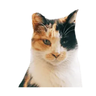 ⚪️ 75002b11 猫, 三毛猫, 動物, ペット, 飼い猫, ネコ科 telegram sticker