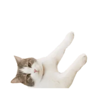 ⚪️ 7bb5545d 猫, 動物, ペット, 面白い, 可愛い, 白, グレー telegram sticker