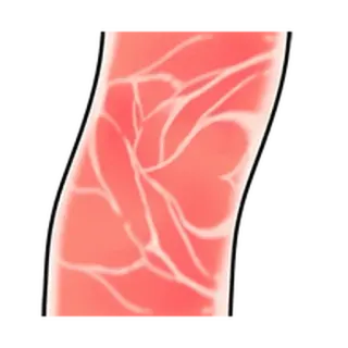 ⚪️ 95a90ab0 解剖学, 血液, 静脈, 医療, イラスト telegram sticker