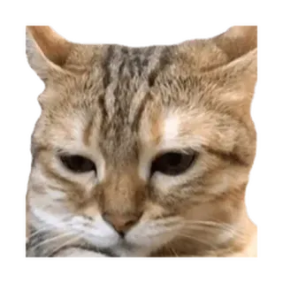 ⚪️ b910b99c 猫, 動物, ペット, ミーム, 面白い, 表情, かわいい telegram sticker