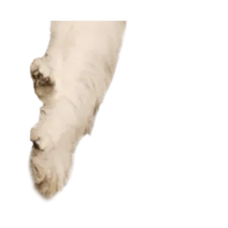 ⚪️ c7f7142a telegram sticker