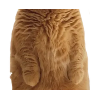 ⚪️ f9902a36 猫, 動物, ペット, オレンジ, 家畜, 立っている telegram sticker