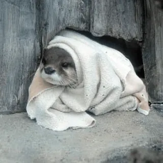 🐾 088b0c76 นาก, สัตว์, ผ้าเช็ดตัว, น่ารัก, สัตว์เลี้ยงลูกด้วยนม telegram sticker