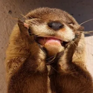 🐾 6035c8be นาก, น่ารัก, สัตว์, สัตว์เลี้ยงลูกด้วยนม, ตลก, มีความสุข telegram sticker