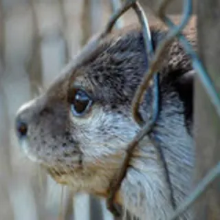 🐾 6ddee68f นาก, สัตว์, สัตว์ป่า, สัตว์เลี้ยงลูกด้วยนม, รั้ว, ธรรมชาติ, สวนสัตว์ telegram sticker