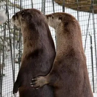 🐾 9c9d8c9a นาก, สัตว์, น่ารัก, สัตว์ป่า, ธรรมชาติ, สัตว์เลี้ยงลูกด้วยนม telegram sticker