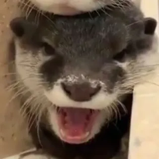 🐾 ce21594f นาก, สัตว์, สัตว์เลี้ยงลูกด้วยนม, น่ารัก, สัตว์ป่า, มีขน telegram sticker