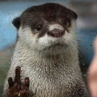 🐾 d22c6cb5 นาก, สัตว์, นิ้วกลาง, หยาบคาย, มีม telegram sticker