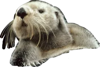 Lontra telegram stickers