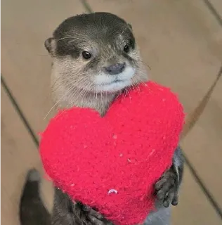 Otter love telegram stickers