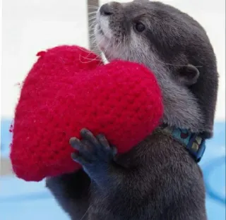 ❤ c3028281 水獭, 心, 爱, 动物, 可爱, 情人节 telegram sticker