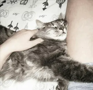 😺 ebb8d5b7 kucing, hewan peliharaan, hewan, kucing domestik, berbulu, nyaman whatsapp sticker