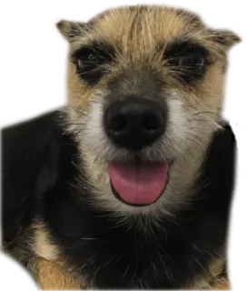 😛 03740e50 Hund, süß, Tier, Haustier, Zunge, Säugetier telegram sticker