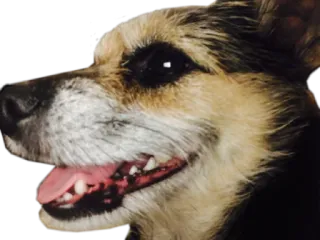 😊 31da52ae Hund, Haustier, Tier, Haustier, süß telegram sticker