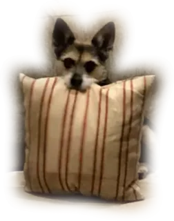 😳 31e64af1 Hund, Haustier, Tier, Kissen, Couch, süß, kleiner Hund telegram sticker