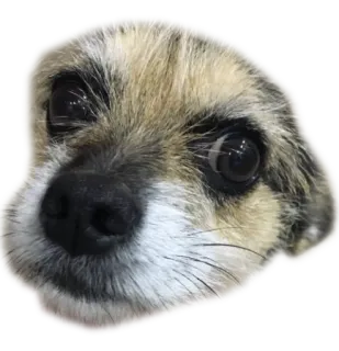 😮 368d666e Hund, süß, Tier, Haustier, Porträt, Nahaufnahme telegram sticker