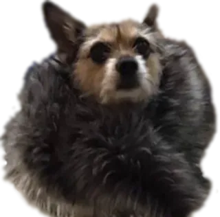😎 3d514730 Hund, Chihuahua, flauschig, Tier, Haustier, Säugetier, süß, fellartig telegram sticker