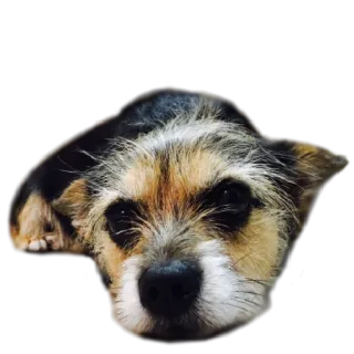 😔 5ccac6af Hund, Tier, Haustier, süß, Porträt, Haustier, Hundegesicht telegram sticker