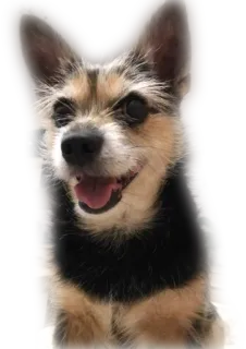 😊 6246f155 Hund, Haustier, Tier, süß, Porträt, Haustier, lächelnd telegram sticker