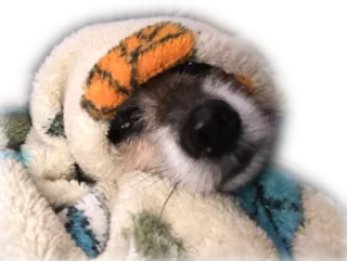 😓 73d48118 Hund, Welpe, schlafend, süß, Tier telegram sticker