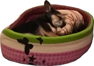 😴 a6955e06 Hund, Haustier, Tier, schlafend, Haustier, Hundebett, süß telegram sticker