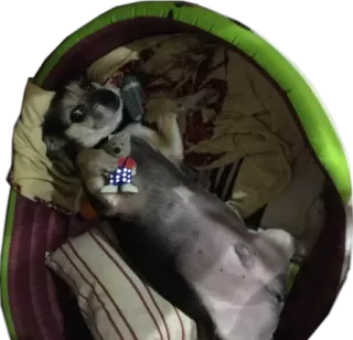 ❤ c15d5ee6 Hund, Haustier, Tier, Bett, süß, Haustier telegram sticker