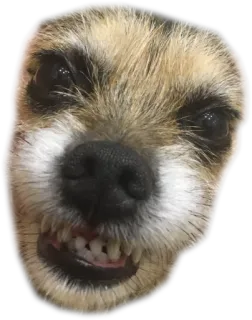 😁 e769d622 Hund, Tier, Haustier, Zähne, gruselig, Porträt, Gesicht telegram sticker