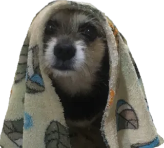 😏 ec67b4ba Hund, Haustier, Handtuch, süß, Tier telegram sticker