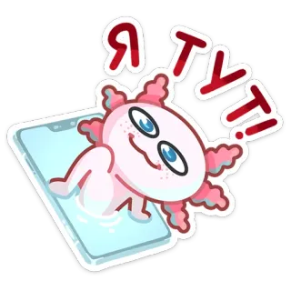 🙋‍♀️ cbbba4b0 Я ТУТ! axolotl, dessin animé, drôle, mignon, autocollant, téléphone, russe telegram sticker