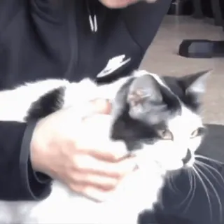 😺 a1e8800c 猫, 宠物, 动物, 黑白, 家畜 telegram sticker