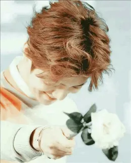 🥀 fd41c292 homme, fleur, portrait, personne, tenant une fleur, regardant vers le bas telegram sticker