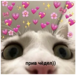 👋 234acede прив чёдел)) chat, coeurs, fleurs, mignon, animal whatsapp sticker