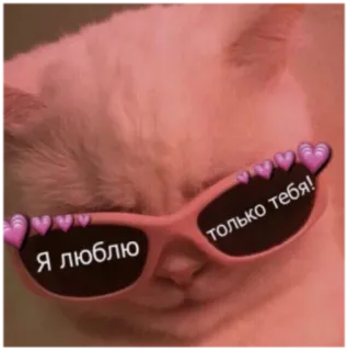 💘 235d0a42 Я люблю только тебя! chat, lunettes de soleil, coeurs, amour, mignon, animal de compagnie, animal whatsapp sticker