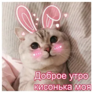 🥱 42e6f2fa Доброе утро кисонька моя chat, oreilles de lapin, bonjour, chaton, mignon, coeurs whatsapp sticker