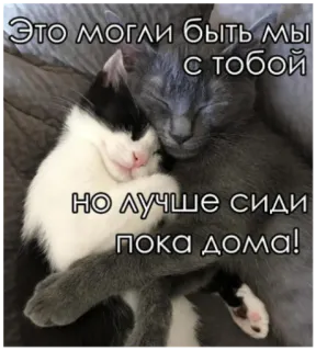 😷 567a1a36 Это могли быть мы с тобой 
но лучше сиди пока дома! chats, animaux, restez chez vous, confinement, quarantaine, amour, couple whatsapp sticker