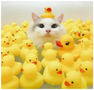 🦆 741ee151 chat, canards en caoutchouc, animaux, mignon, jaune, bain whatsapp sticker