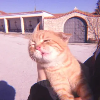 🌷 019afd5e Katze, Haustier, Tier, Kätzchen, Hauskatze, Orange Katze, Süß, Katzenartig whatsapp sticker