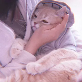 🌷 030cad3b Katze, Kapuzenpullover, Tier, Haustier, süß, Hauskatze whatsapp sticker