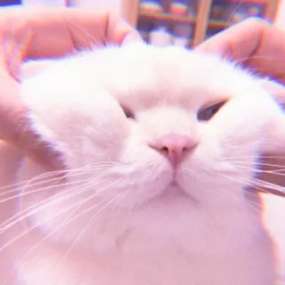 🌷 096c3e41 Katze, weiße Katze, Haustier, Tier, süß, Haustier whatsapp sticker