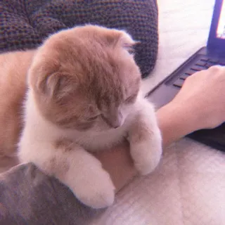 🌷 278d4da7 Katze, Laptop, niedlich, Tier, Haustier, häuslich, Tastatur whatsapp sticker