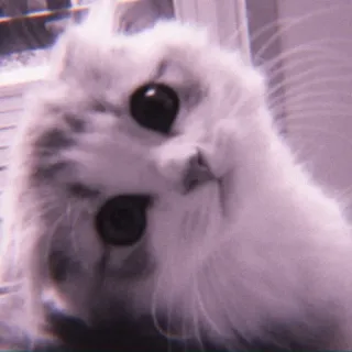 🌷 2bef2883 Katze, Kätzchen, süß, flauschig, Haustier, Tier whatsapp sticker