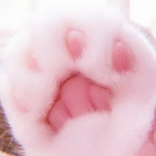 🌷 35f5a395 Katzenpfote, Tierpfote, Zehenbohnen, Katze, Tier, süß, Haustier, rosa whatsapp sticker