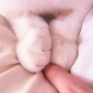 🌷 3dab9144 Katze, Pfoten, Zehe, süß, Haustier, Tier whatsapp sticker