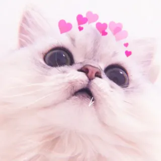 🌷 4c69d769 Katze, Herzen, süß, Tier, Haustier, Aufkleber, flauschig whatsapp sticker