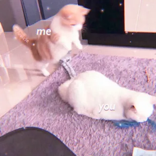 🌷 4fa3bfd9 me
you Katzen, Meme, lustig, Tiere, Haustier whatsapp sticker