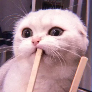 🌷 53efa1eb Katze, Essstäbchen, süß, Tier, Haustier whatsapp sticker